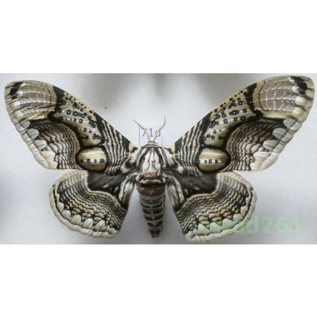 Brahmaea hearseyi White, 1862 male ex. ovo China 117mm71d